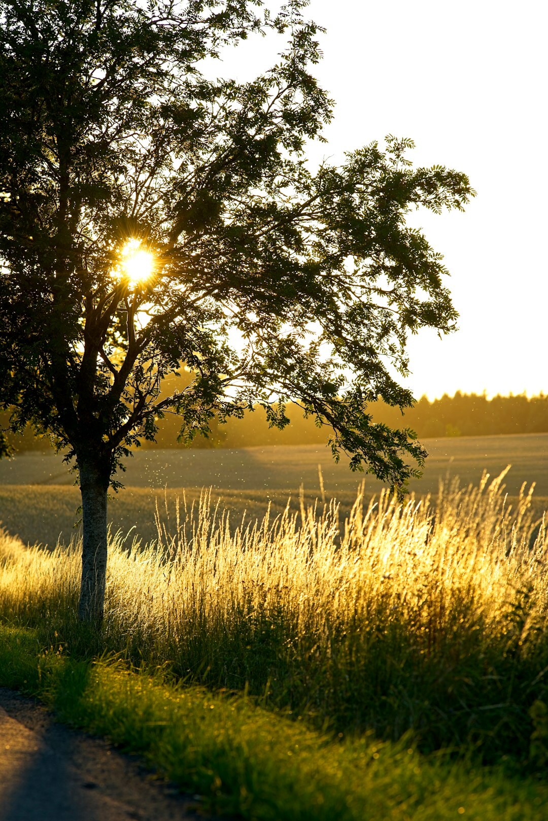 photographer in danish countryside